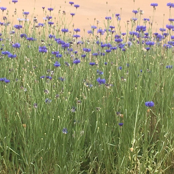 Meet your Posher, Crystal - Picture 1 of 1